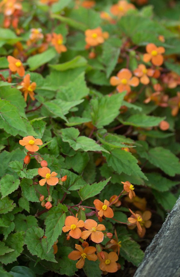 Begonia sutherlandii