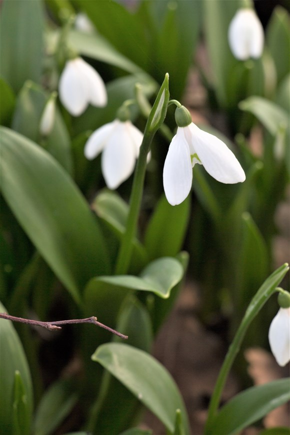Galanthus woronowii 