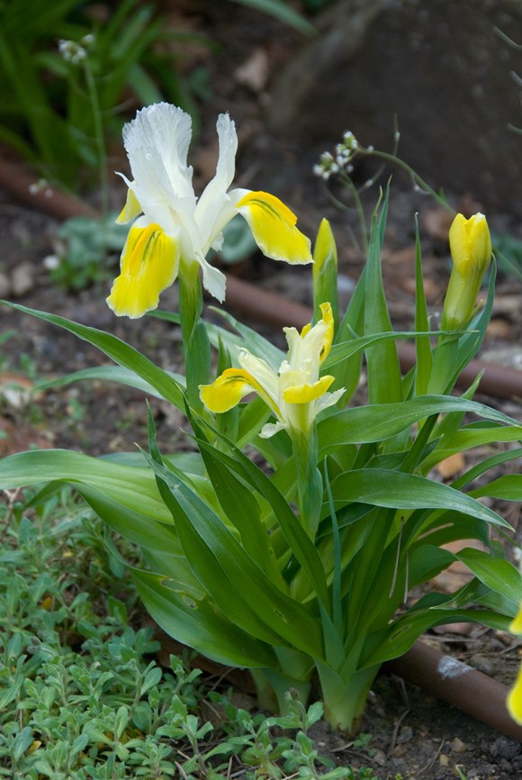 Iris bucharica