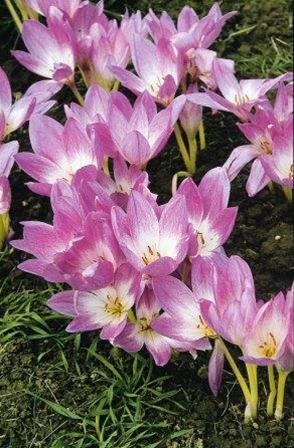 Colchicum The Giant