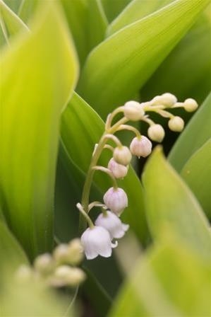 Convallaria majalis Blush