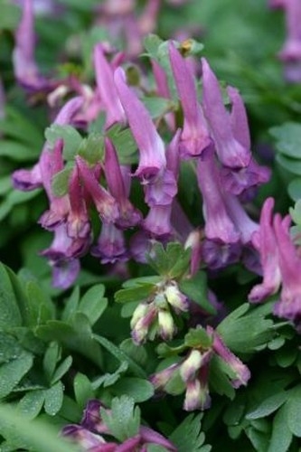 Corydalis solida