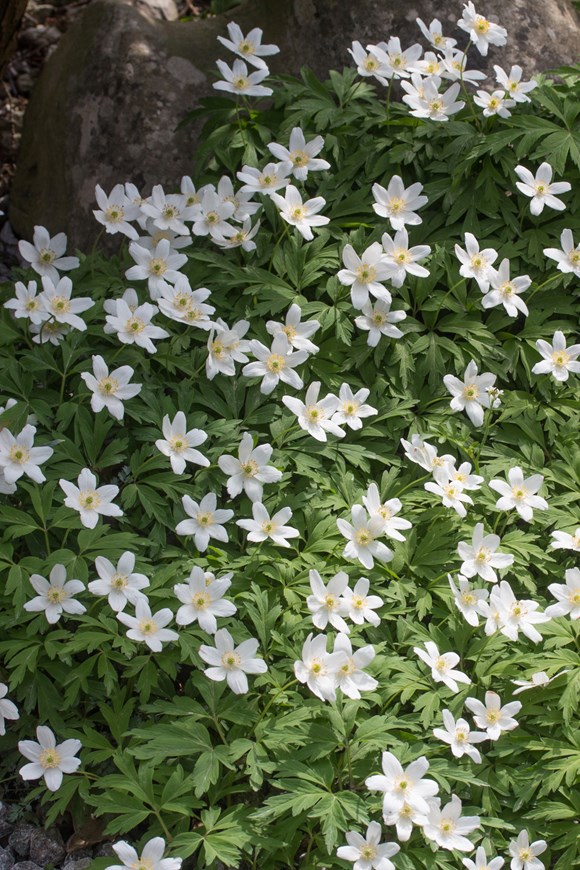 Anemone nemorosa
