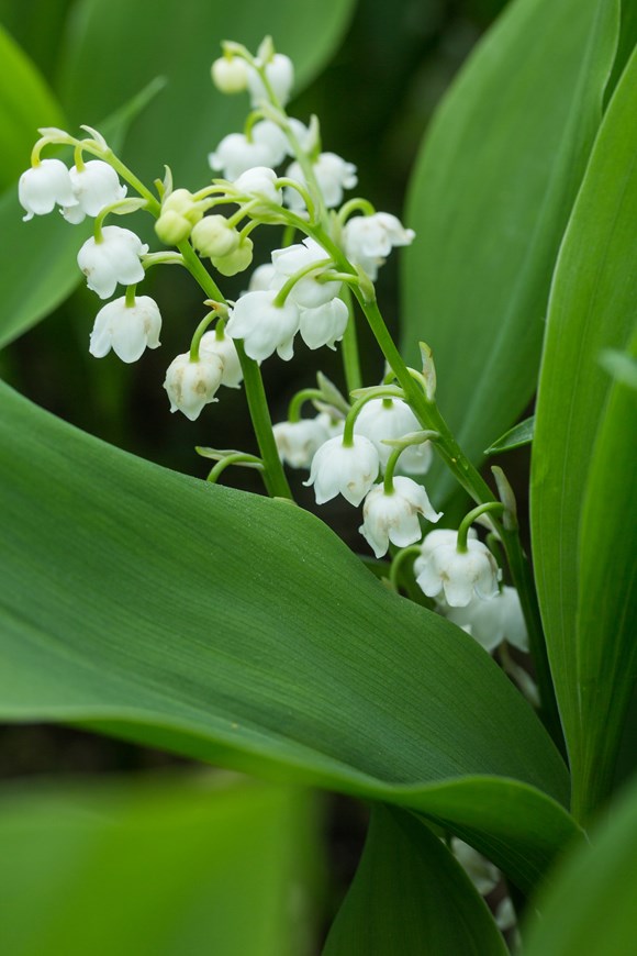 Convallaria majalis Bordeaux