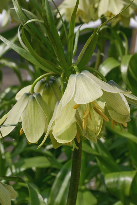 Fritillaria raddeana