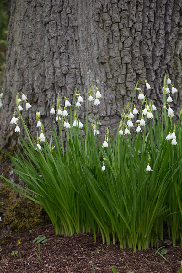 Leucojum aestivum