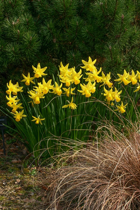 Narcissus February Gold 