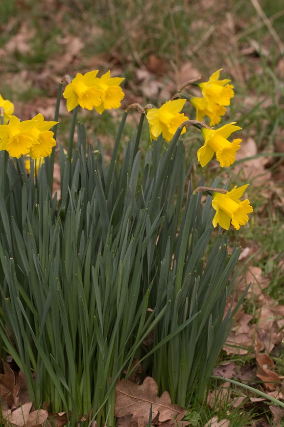 Narcissus obvallaris 