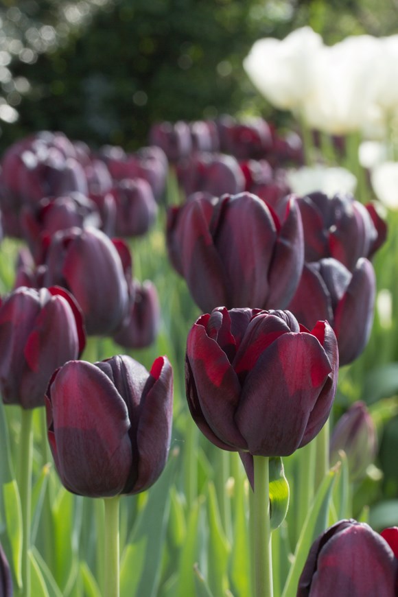 Tulipa Queen of Night