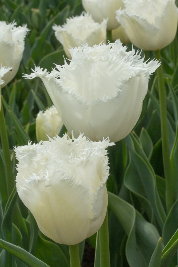 Tulipa Honeymoon