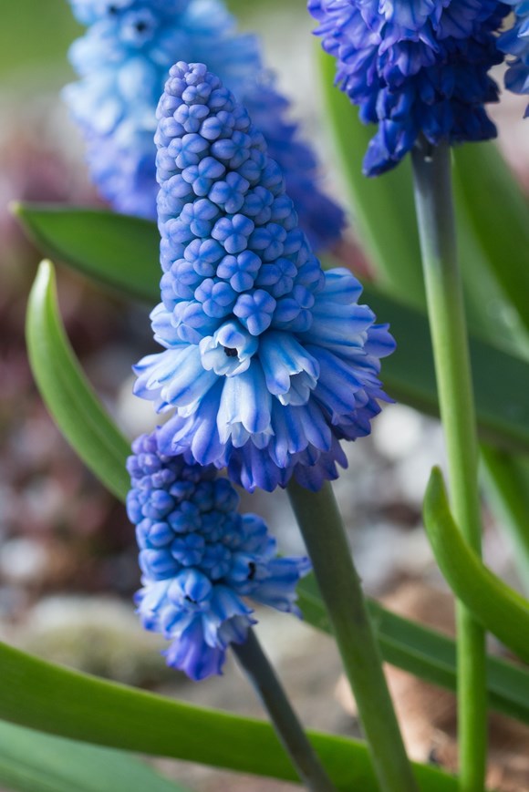 Muscari azureum (pseudomuscari)