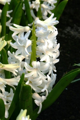 Hyacinthus Carnegie