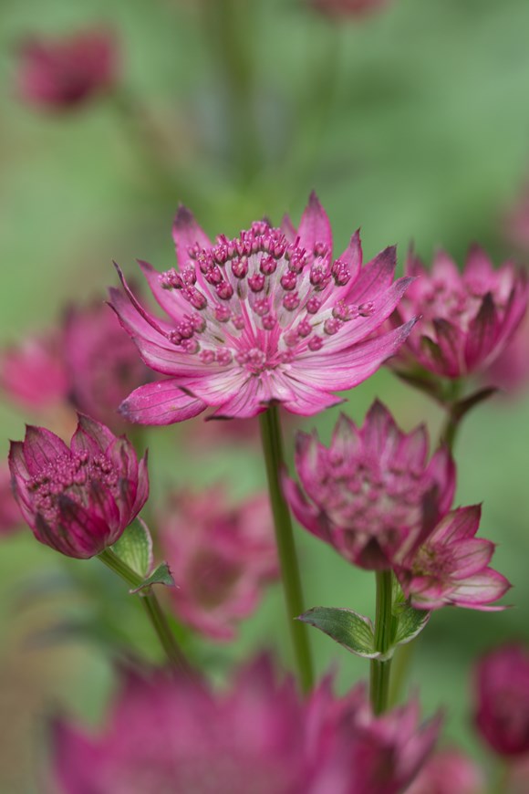 Astrantia Venice