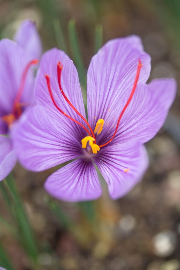 Crocus sativus - Autumn Flowering