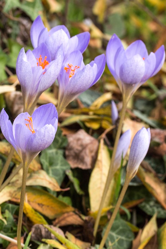Crocus speciosus - Autumn Flowering