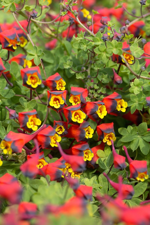 Tropaeolum tricolor