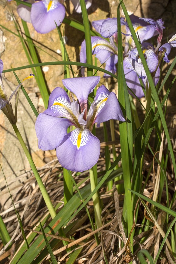 Iris unguicularis