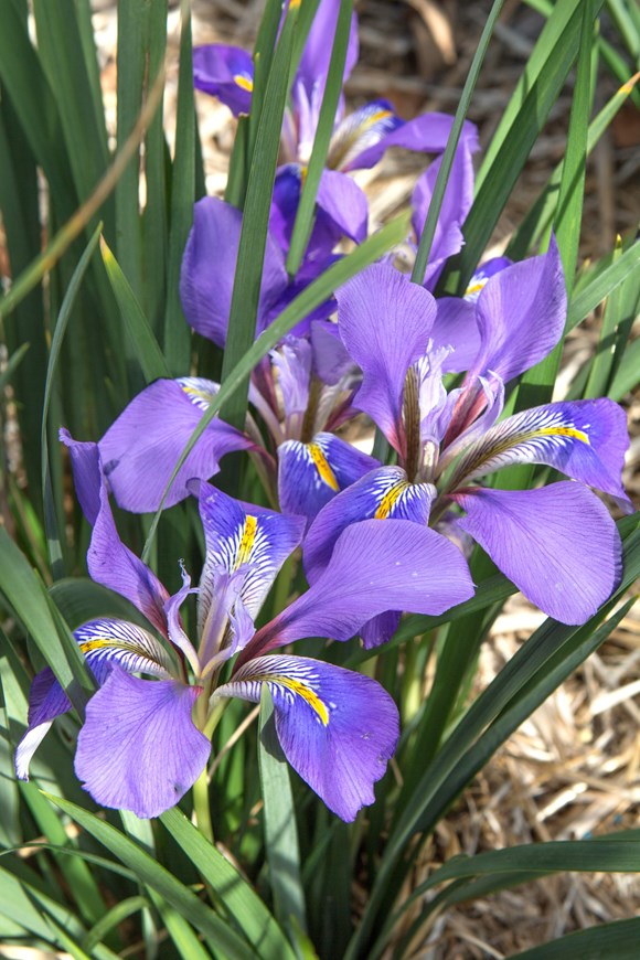 Iris unguicularis Mary Barnard   