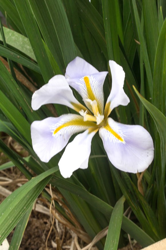 Iris unguicularis Walter Butt      