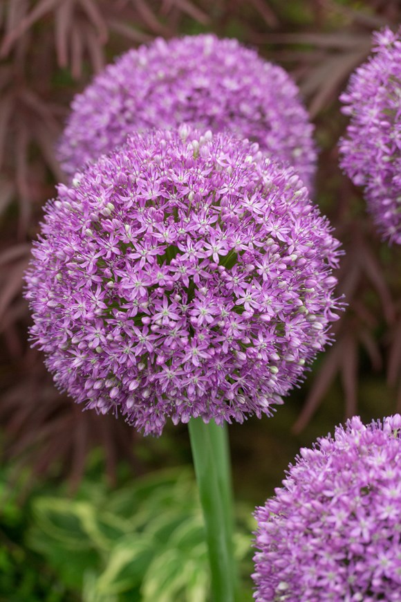 Allium Ambassador