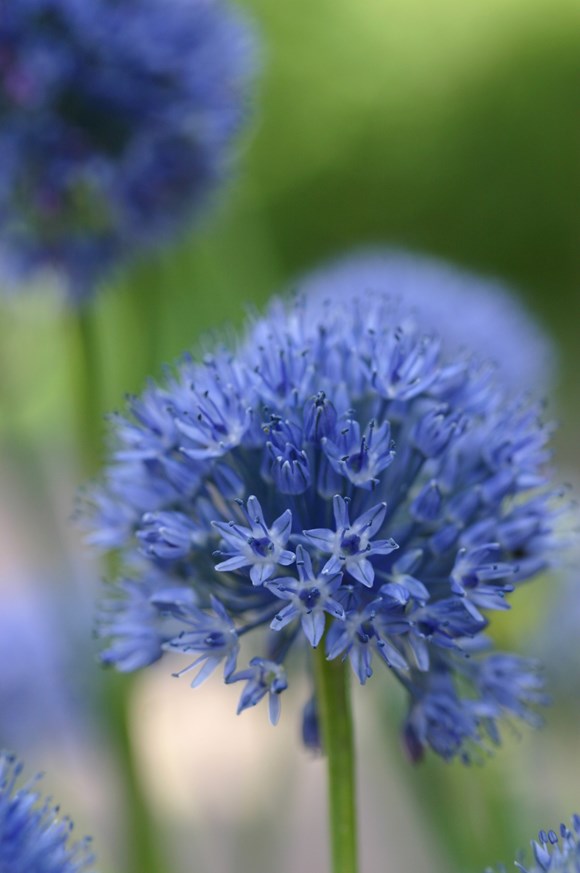 Allium caeruleum