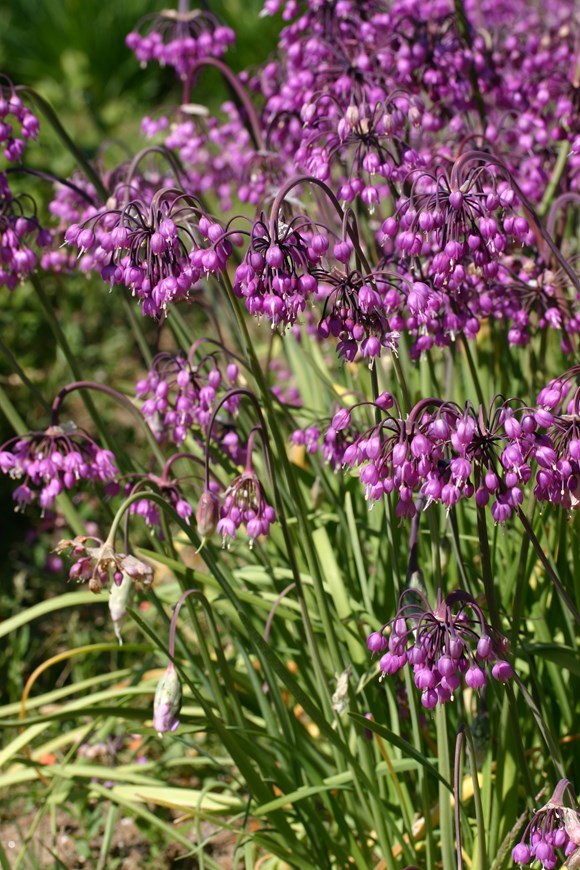 Allium cernuum