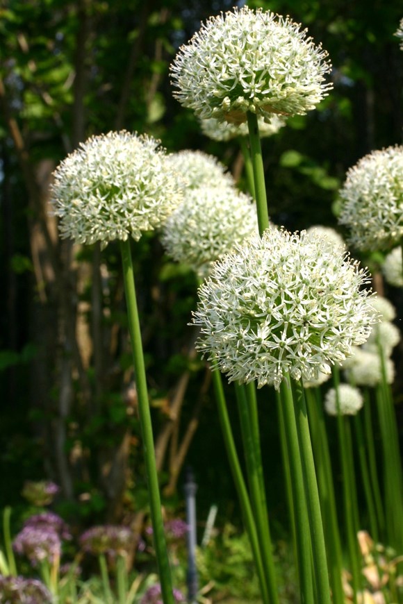 Allium Mount Everest