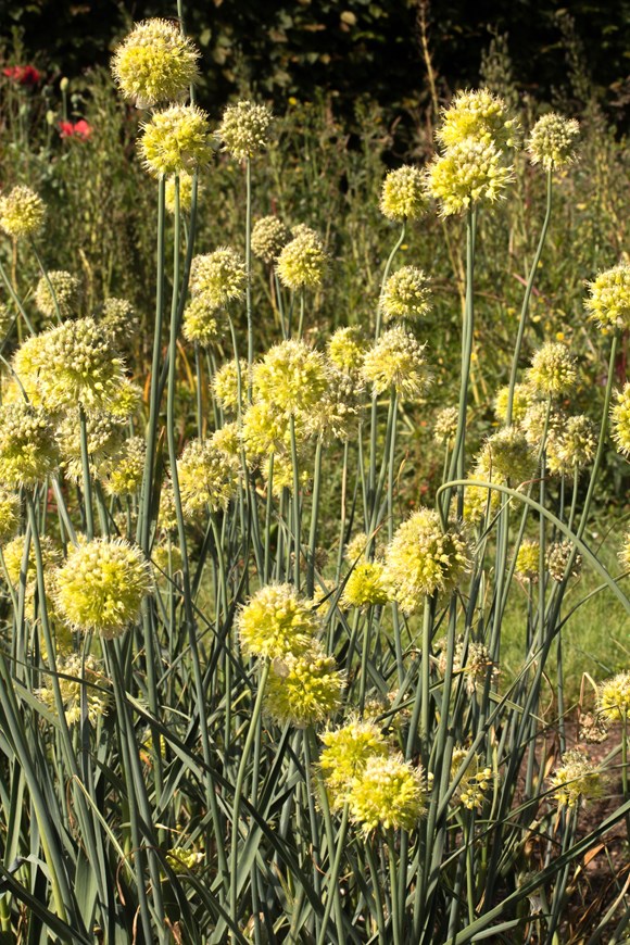 Allium obliquum