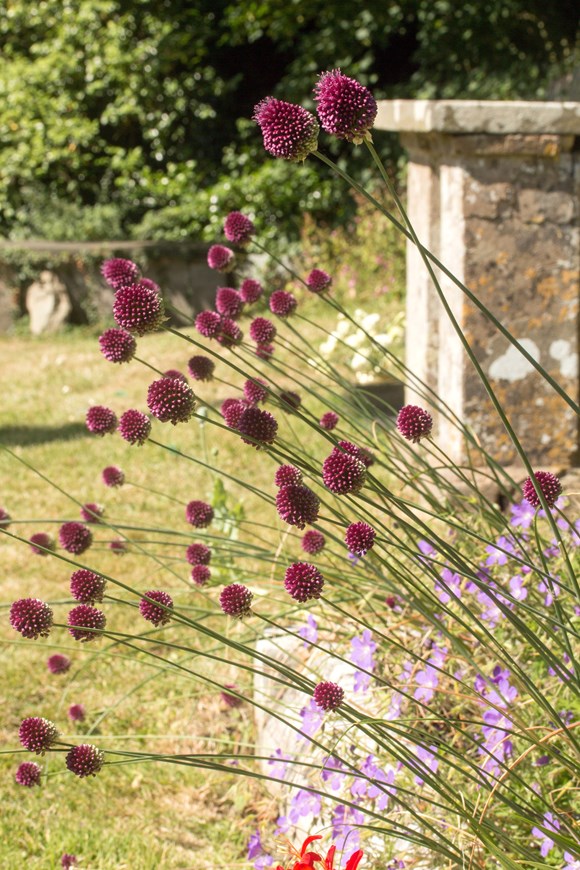 Allium sphaerocephalon