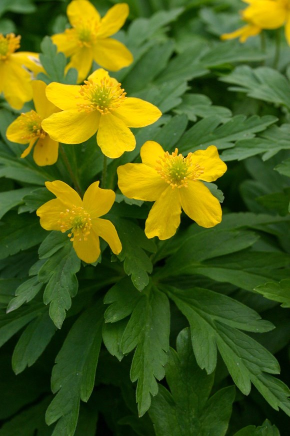 Anemone ranunculoides