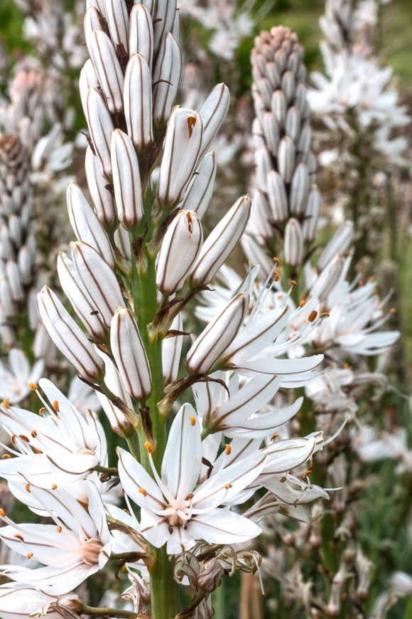 Asphodelus albus