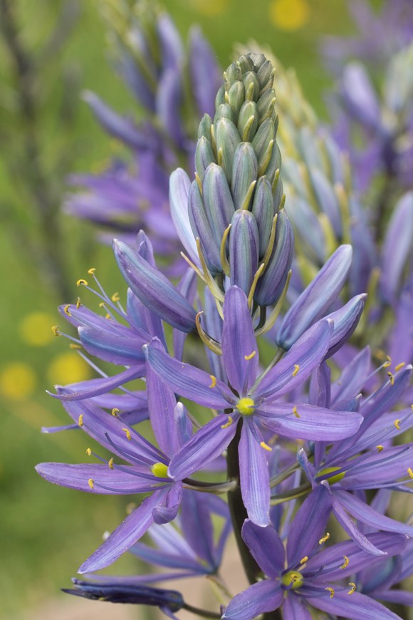 Camassia leichtlinii Caerulea