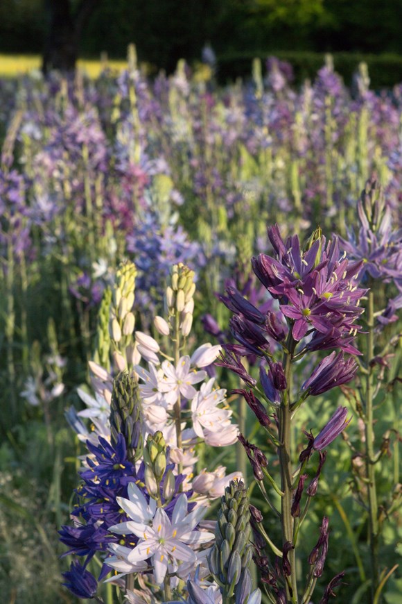 Camassia leichtlinii Avon's Stellar hybrids