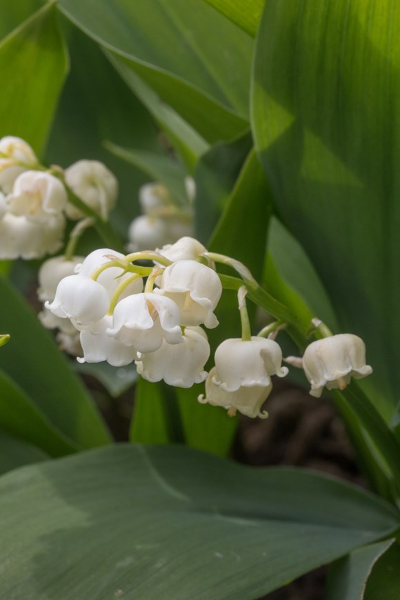 Convallaria majalis Fortins Giant