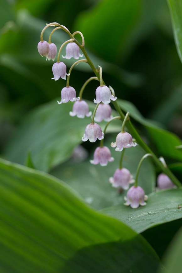 Convallaria majalis rosea               