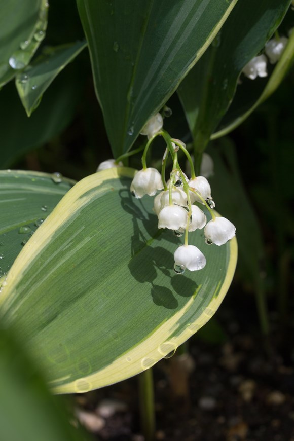 Convallaria majalis Hofheim