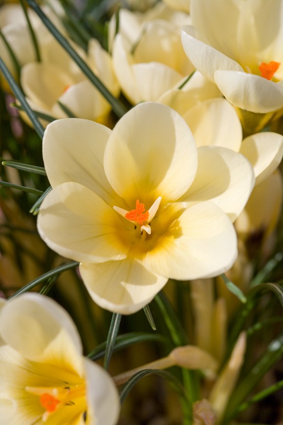 Crocus chrysanthus Cream Beauty