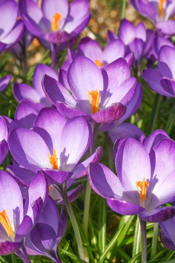 Crocus tommasinianus Ruby Giant