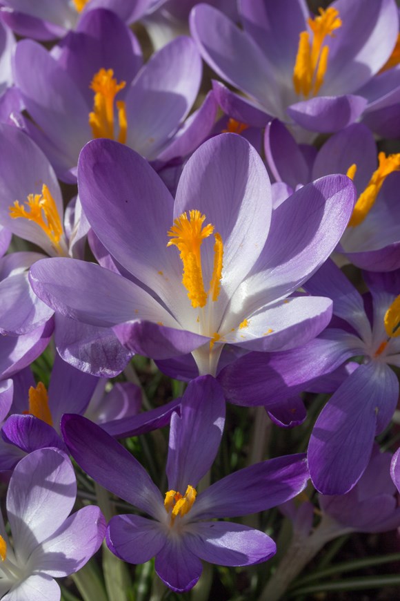 Crocus tommasinianus Whitewell Purple