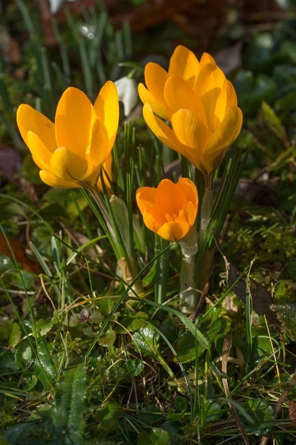 Crocus vernus Golden Yellow