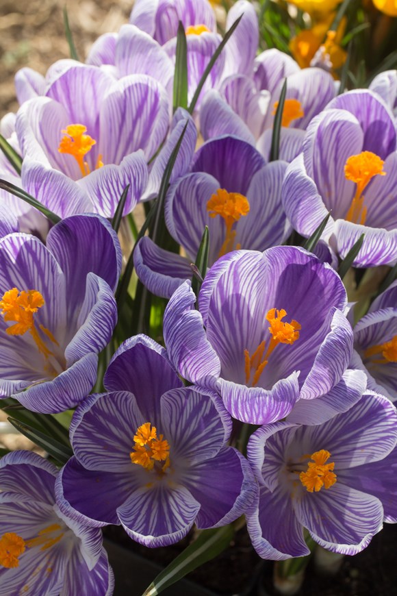 Crocus vernus Pickwick