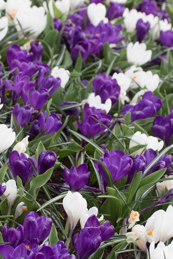 Crocus vernus Remembrance