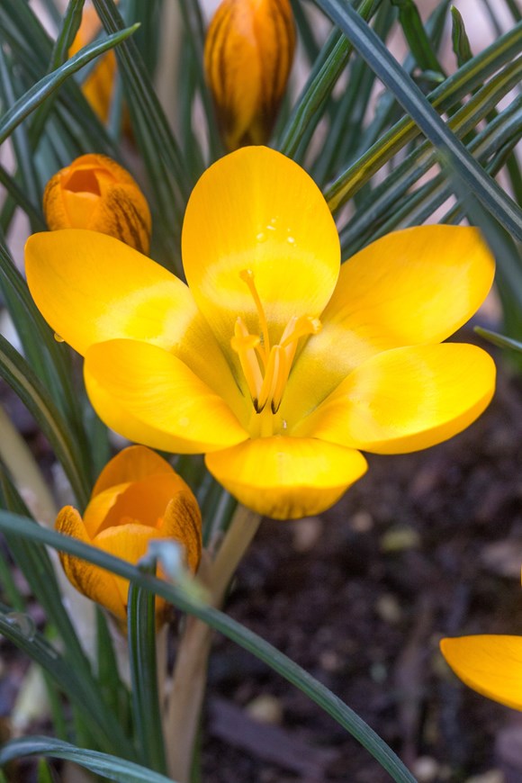Crocus chrysanthus Dorothy