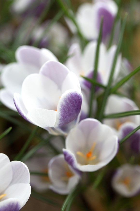Crocus chrysanthus Prins Claus