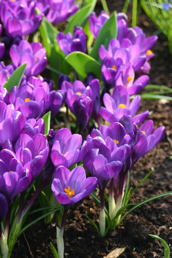 Crocus vernus Flower Record