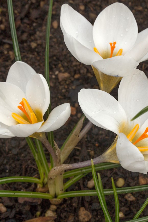 Crocus chrysanthus Ard Schenk
