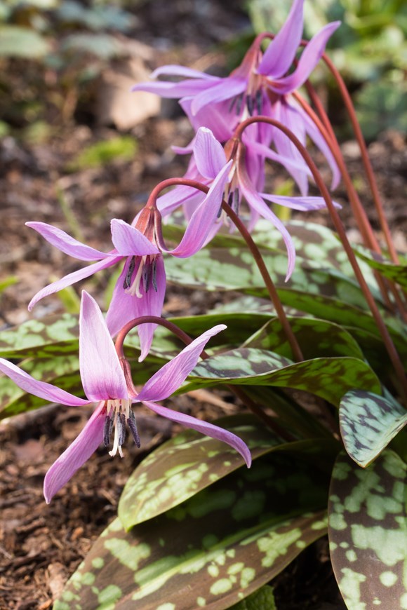 Erythronium Dens Canis Mixed