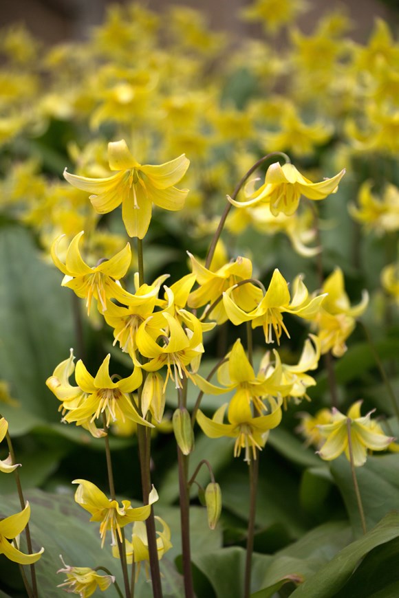 Erythronium Pagoda