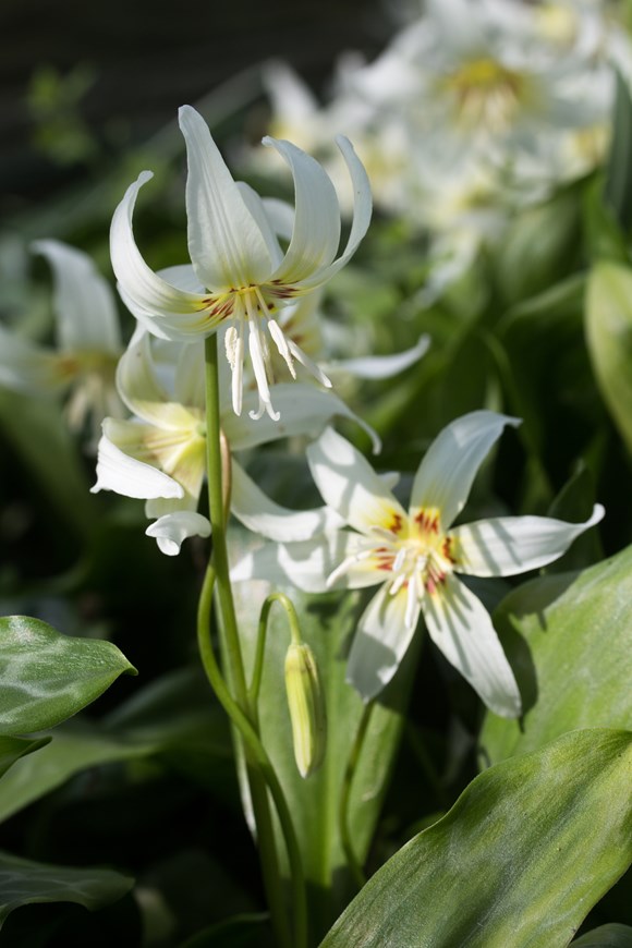 Erythronium White Beauty
