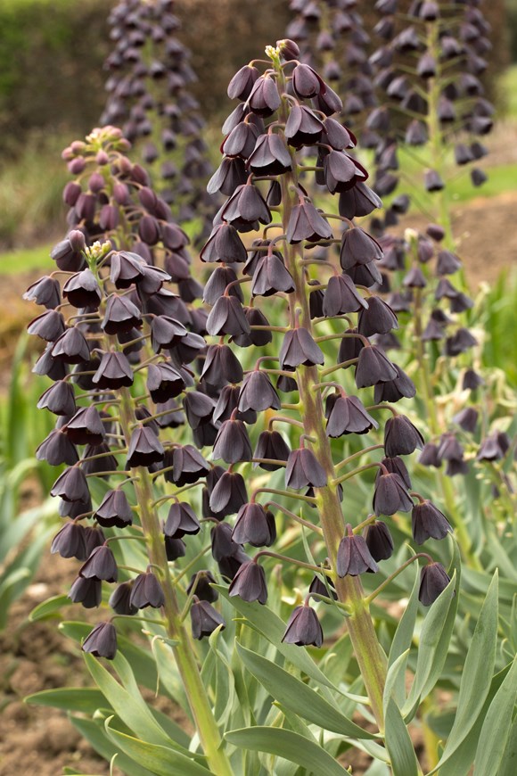Fritillaria persica 
